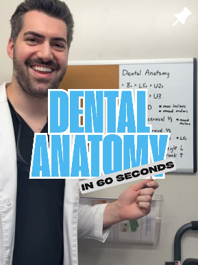Dental anatomy in 60 seconds